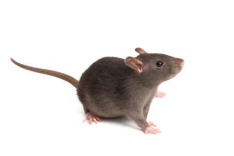 Exterminator for mice. Things To Know About Exterminator for mice. 
